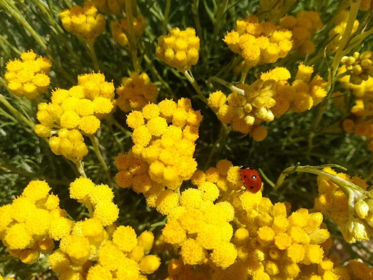 בית הארחה Taberno 	Cortijo Claudia מראה חיצוני תמונה